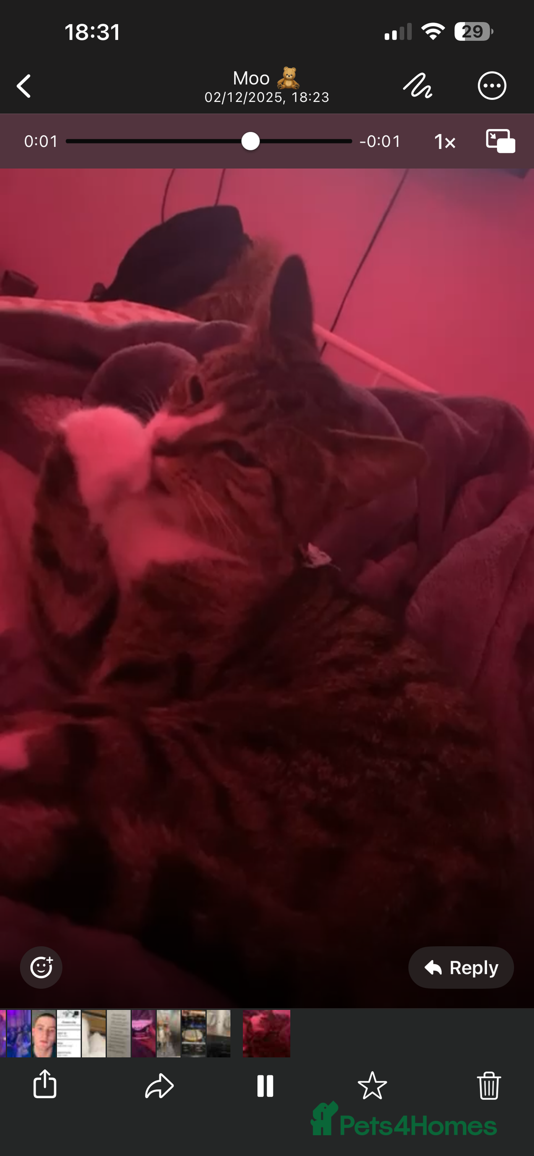 Mixed Breed cats for sale: Cocos - Advert 1