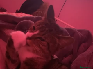 Mixed Breed cats Cocos - Advert 6