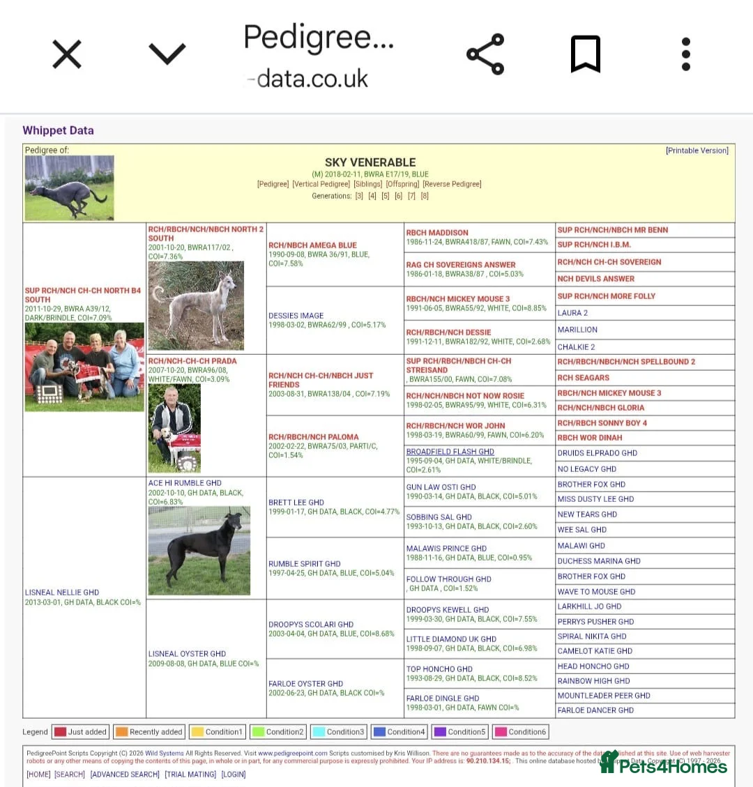 Lurcher dogs for sale: Collie whippet greyhounds - Advert 5