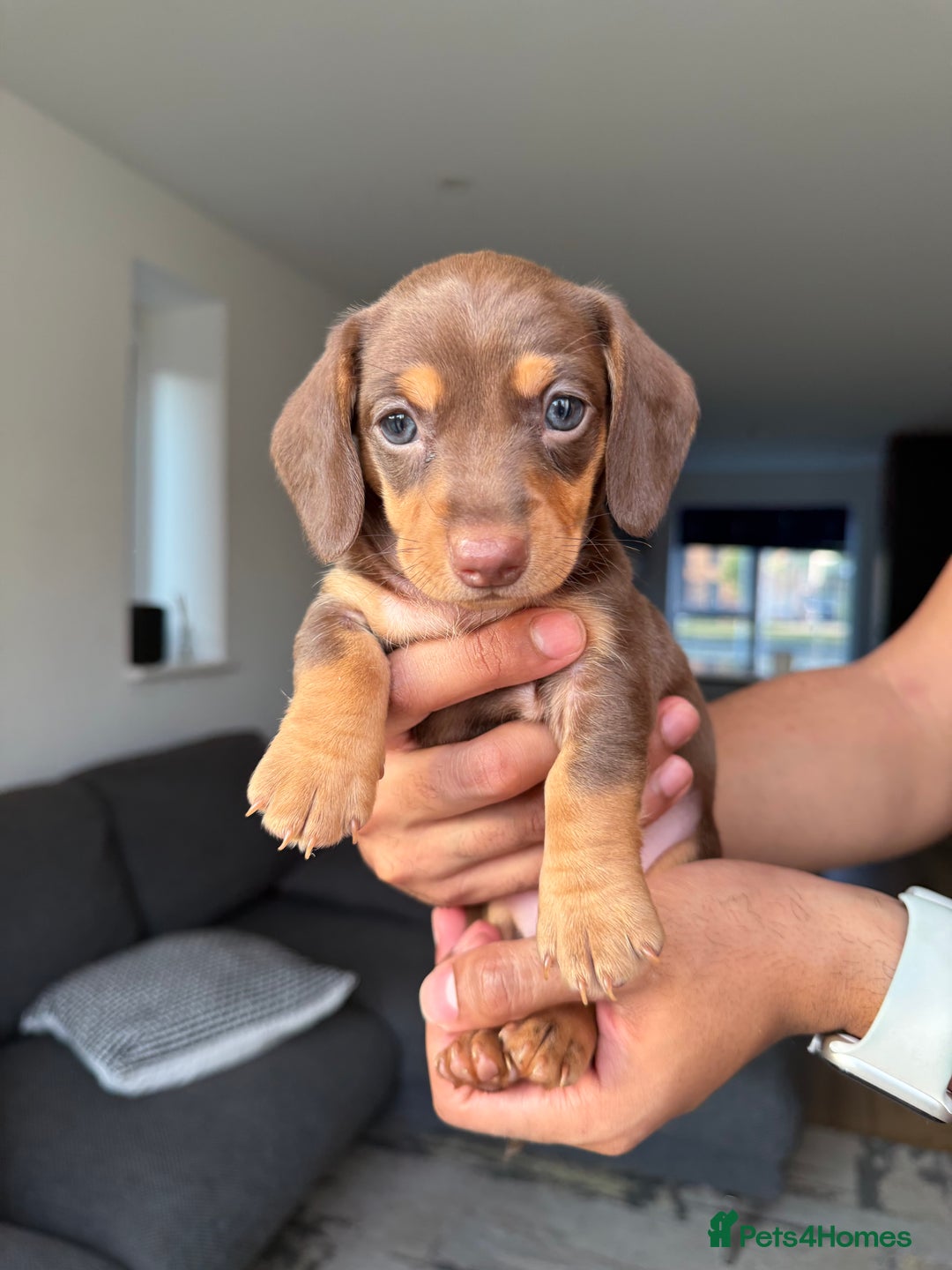 Dachshund dogs for sale: Miniature Dachshund Litter - Image 10
