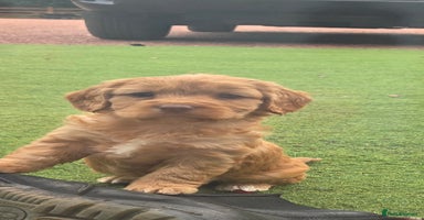 Cockapoo dogs - Advert 3
