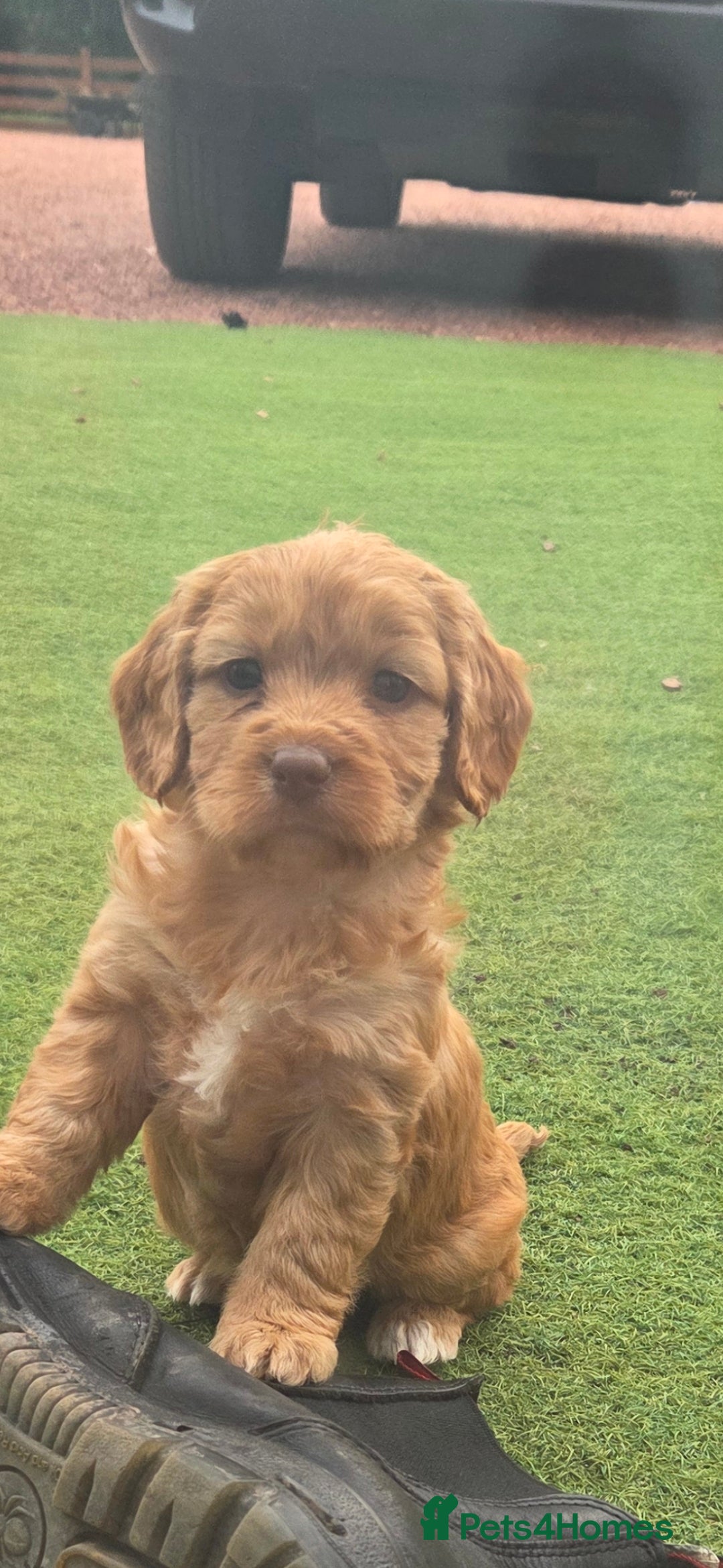 Cockapoo dogs for sale: Cockapoo puppys for sale - Image 2