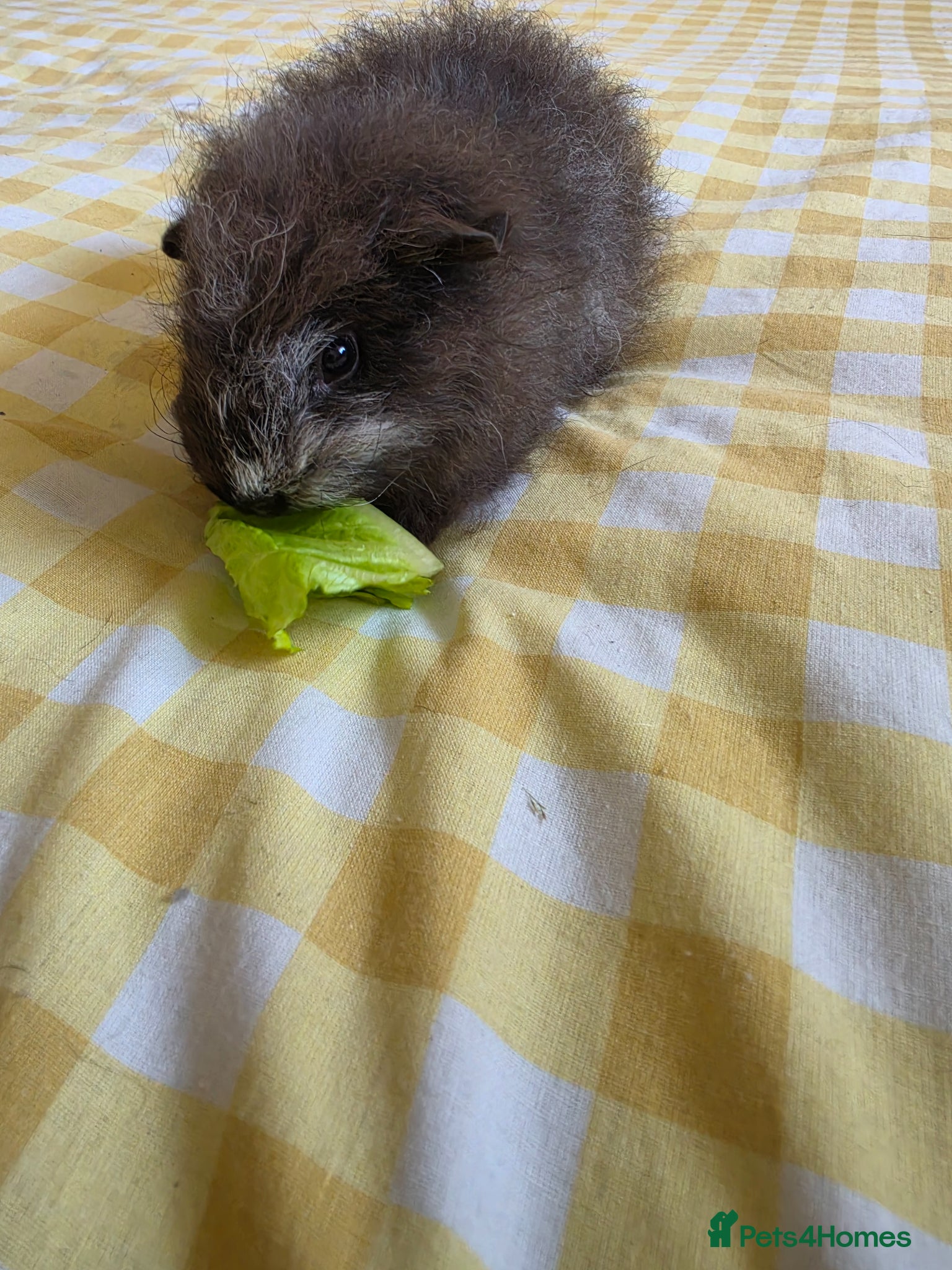 Guinea Pig rodents for sale: Boysx - Advert 6