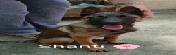 Mixed Breed dogs for adoption: Shanti — 4 Months Old, Super Intelligent  in Boston - Advert 10