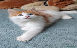 Mixed Breed cats for sale: Kittens with Mittens!! Unique Maine Coon x  - Image 12