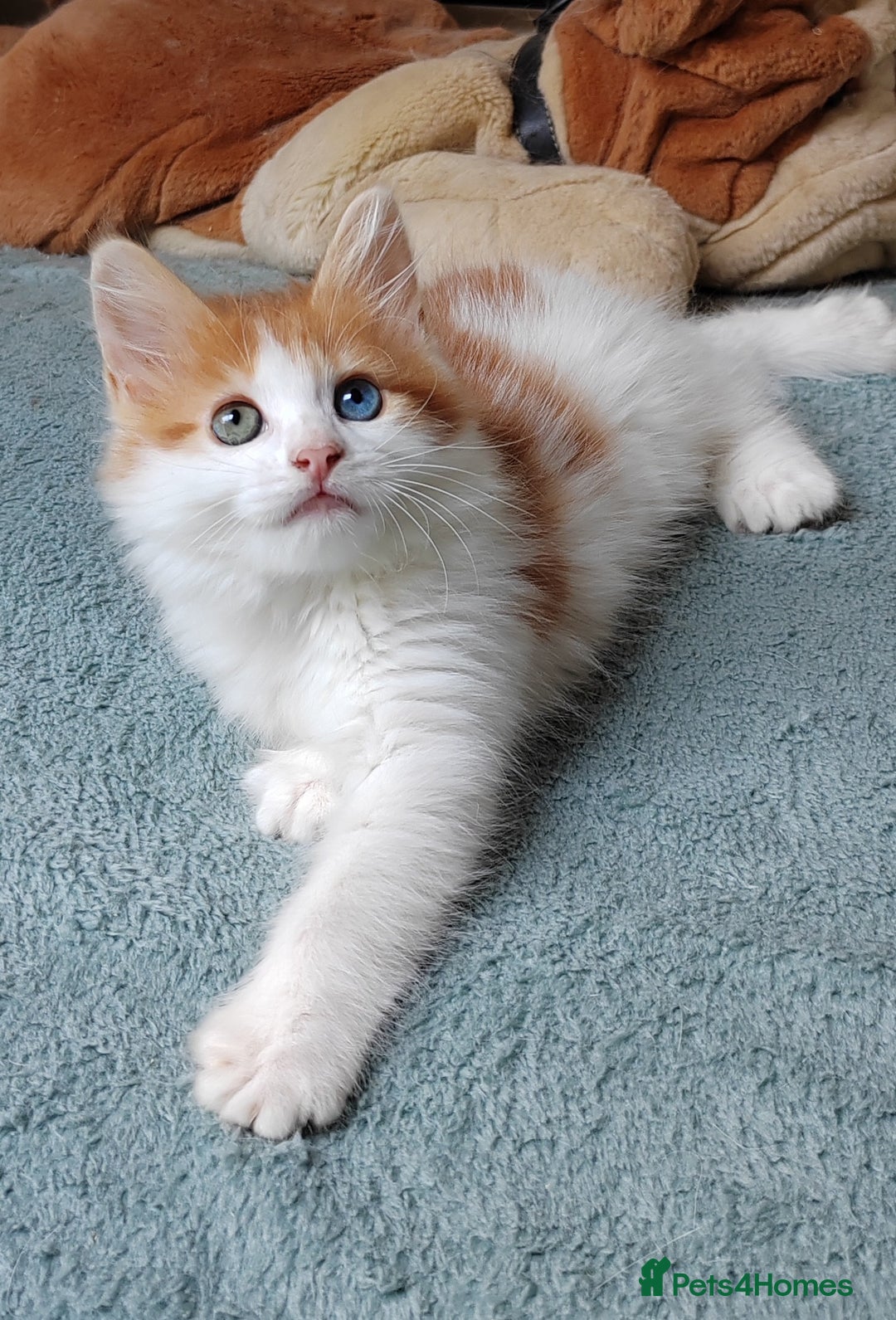 Mixed Breed cats for sale: Kittens with Mittens!! Unique Maine Coon x  - Image 12