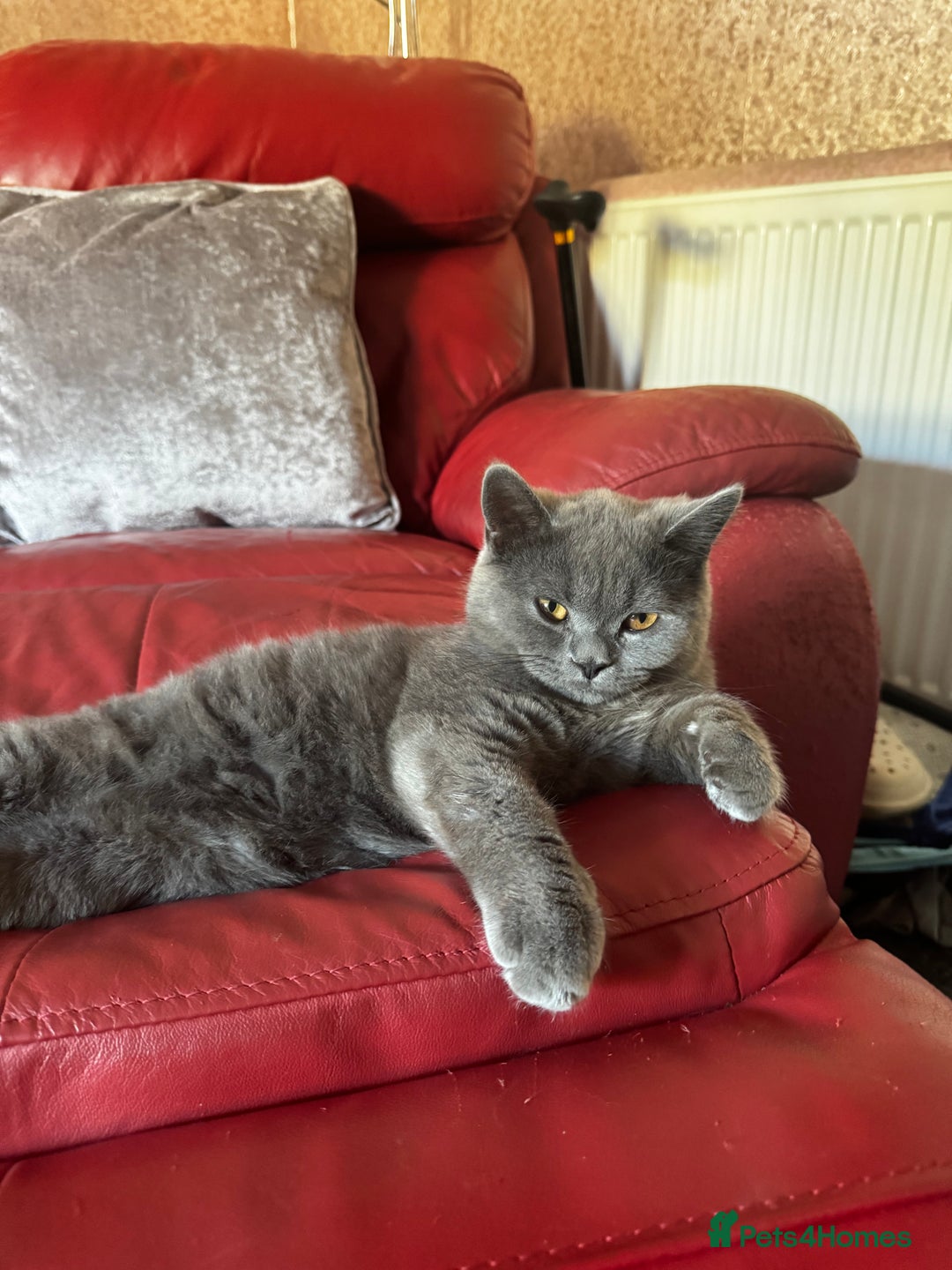 British Shorthair cats for sale: Gorgeous British Shorthair Kittens Chunky, Loving  - Image 24