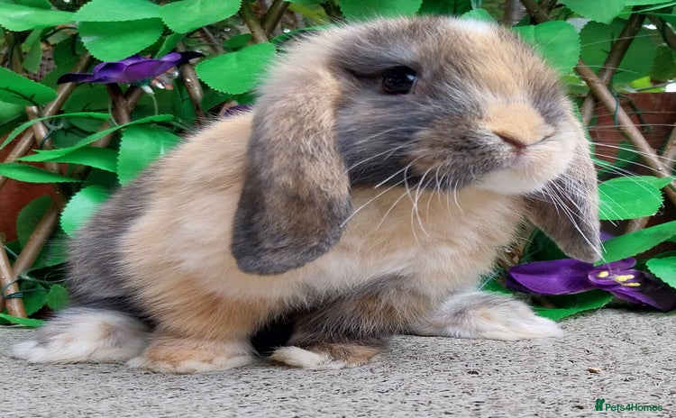 Mini Lop rabbits - Advert 3