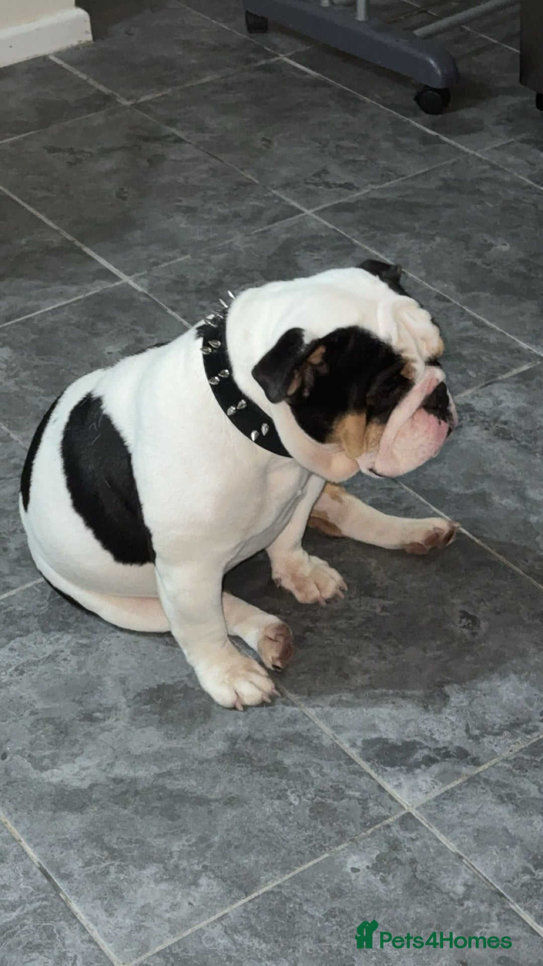 English Bulldog dogs for sale: Miniature English bulldog, 2 years old - Image 5