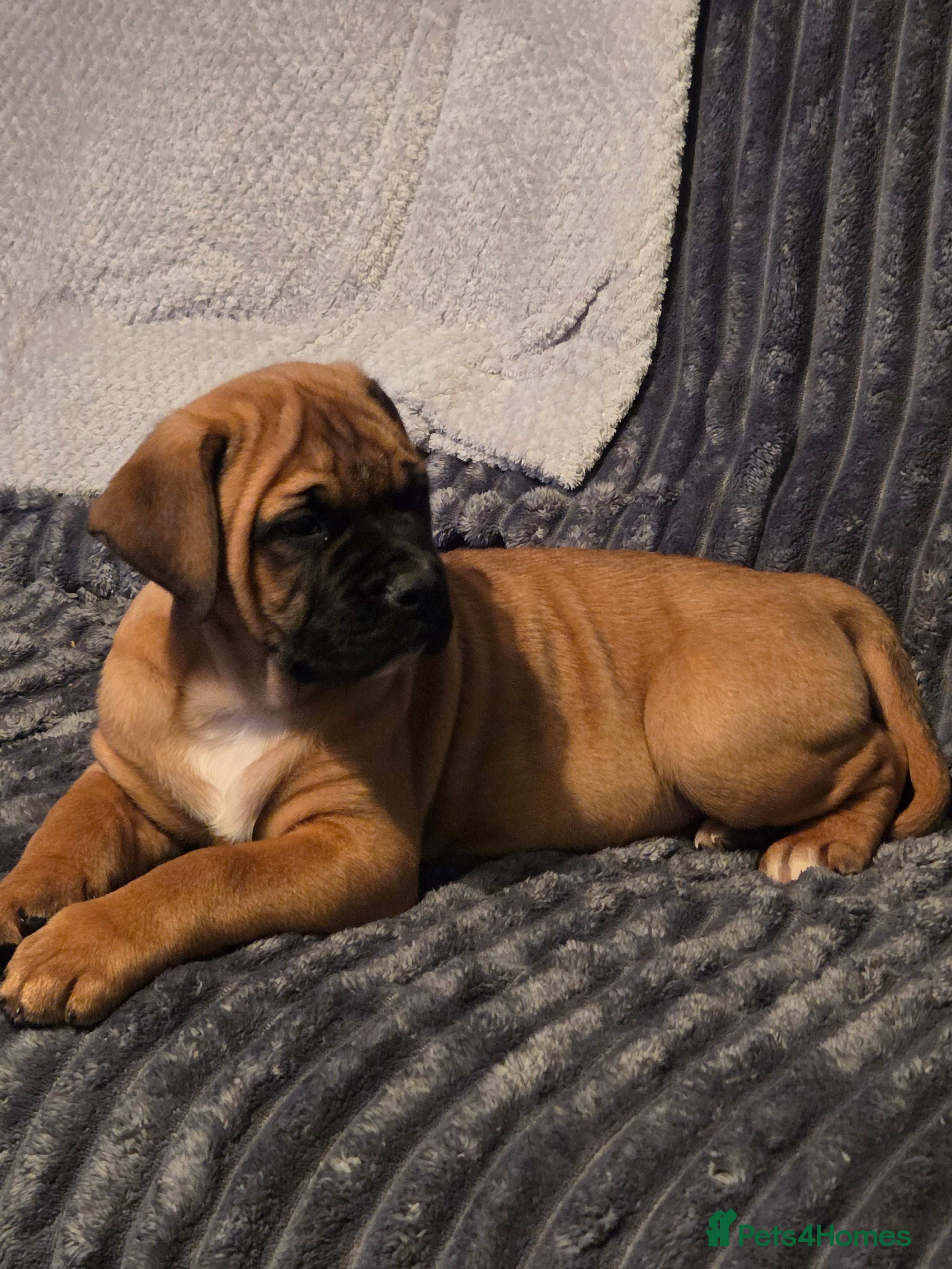 American Bulldog dogs American bulldog  - Advert 1