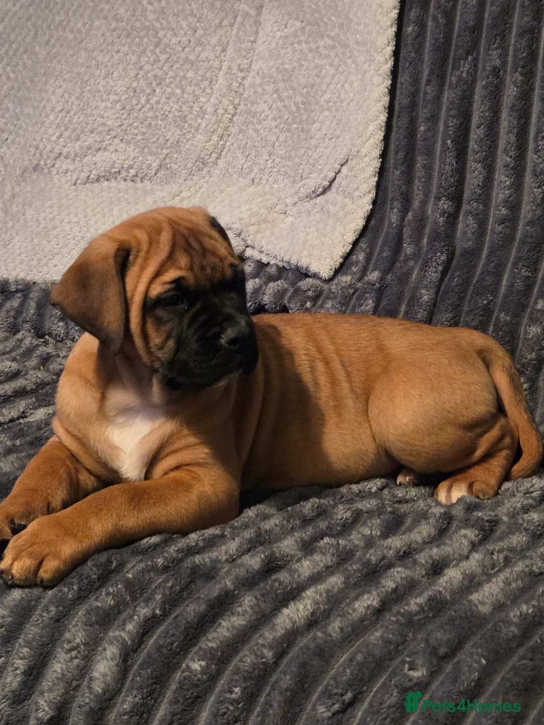 American Bulldog dogs for sale: American bulldog  - Advert 1