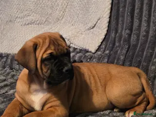 American Bulldog dogs American bulldog - Advert 1