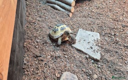 Tortoise reptiles for sale: Horsfield tortoise for sale - Image 1