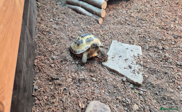 Tortoise reptiles - Advert 1