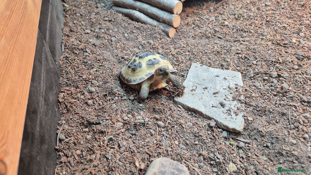 Tortoise reptiles for sale: Horsfield tortoise for sale - Image 1