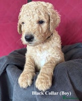 Goldendoodle dogs - Advert 4