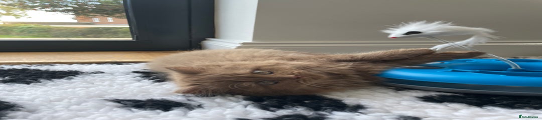 British Longhair Kitten 3