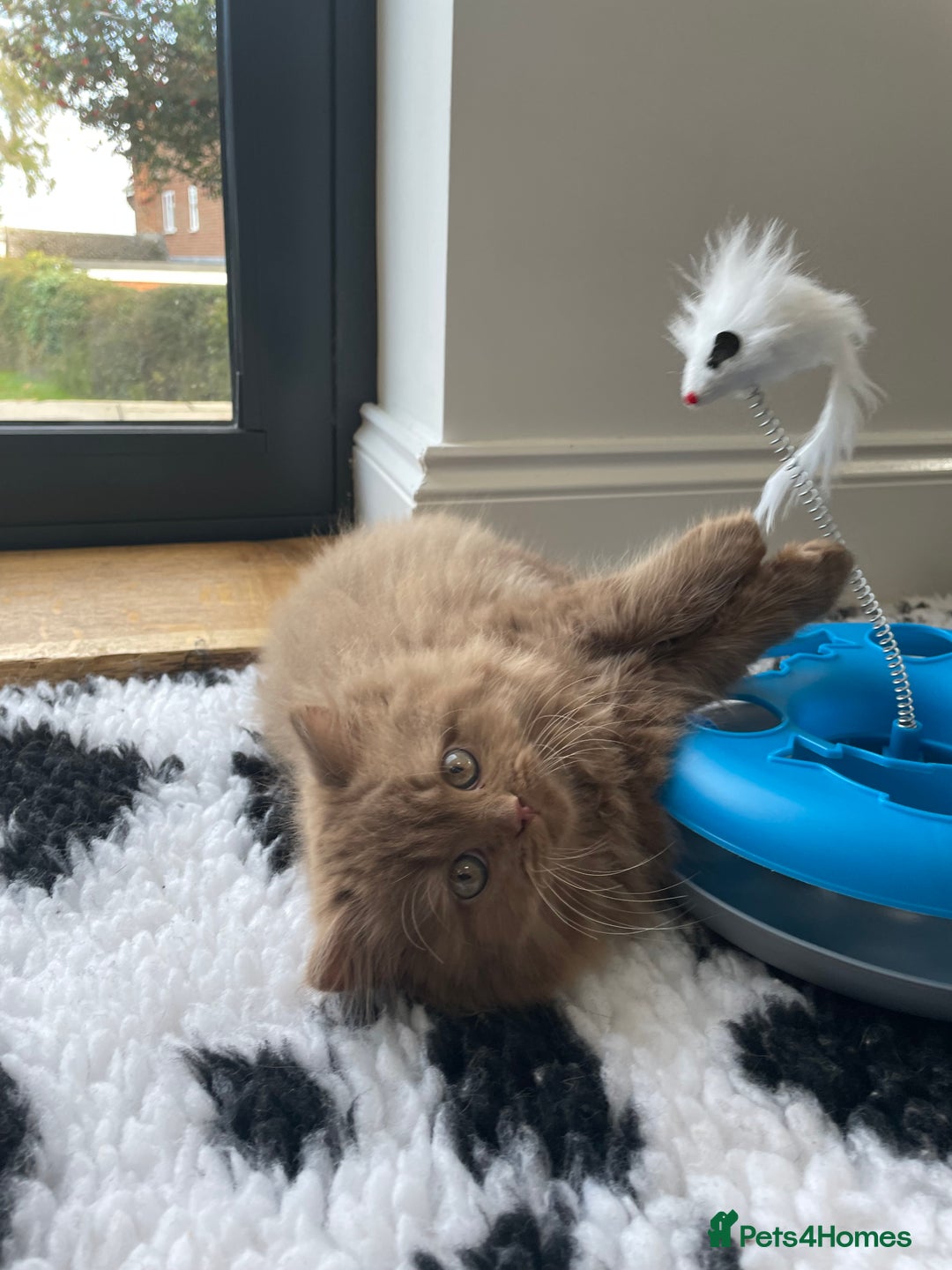 British Longhair cats for sale: Stunning litter of British long hair - Image 13