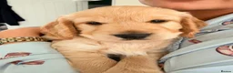 Cockapoo dogs for sale: Beautiful Cockapoo Puppies – £1,500 each - Advert 6
