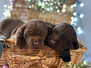 Labrador Retriever dogs KC registered chocolate Labradors last boy - Advert 11