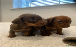 Dachshund dogs for sale: Dachshund puppies  - Image 9