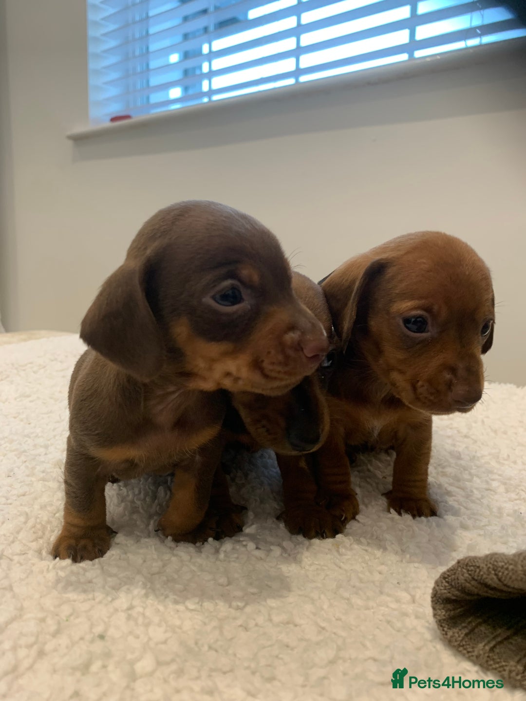Dachshund dogs for sale: Dachshund puppies  - Image 9