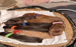 Cockapoo dogs for sale: READY  **  EVE COCKAPOO PUPS - Image 1