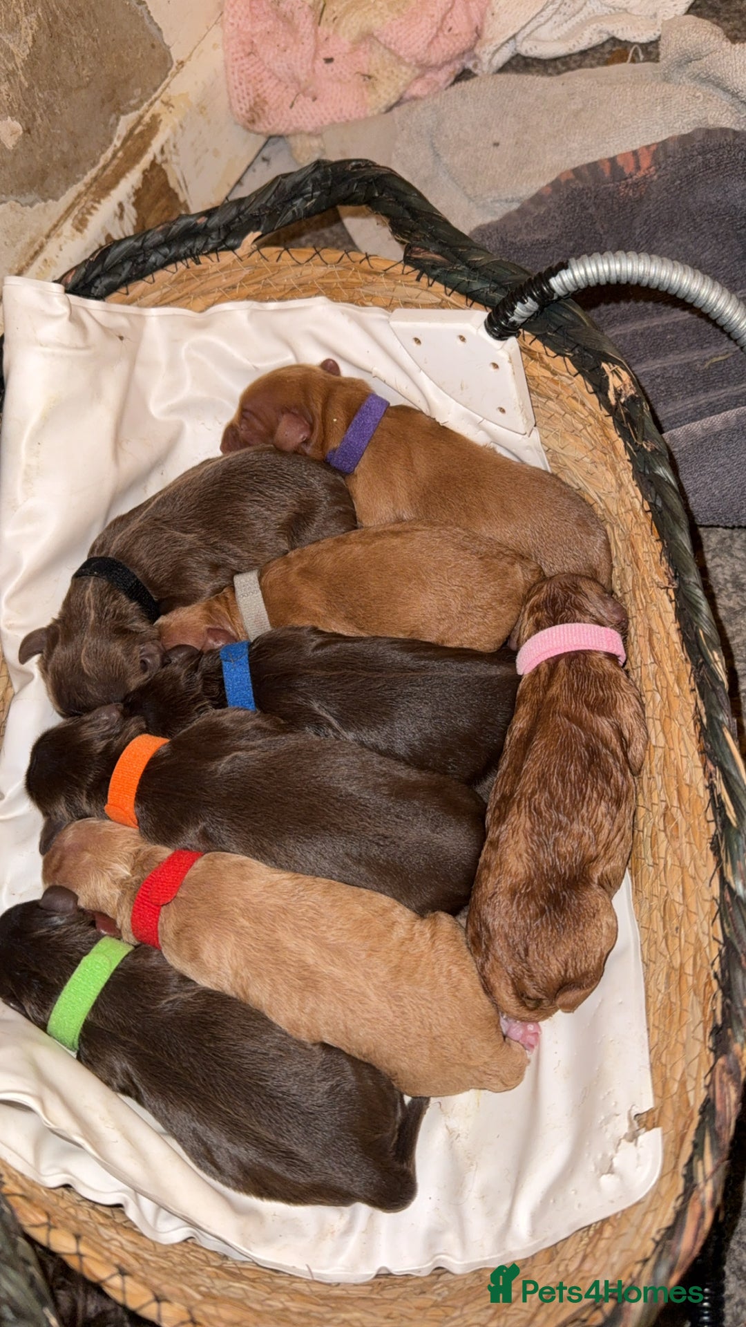 Cockapoo dogs for sale: READY  **  EVE COCKAPOO PUPS - Image 1