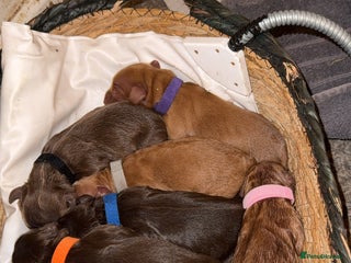 Cockapoo dogs - Advert 2