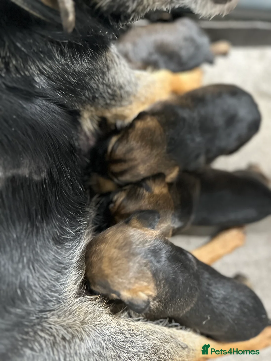 Border Terrier dogs for sale: KC Border Terrier Puppies - Advert 7