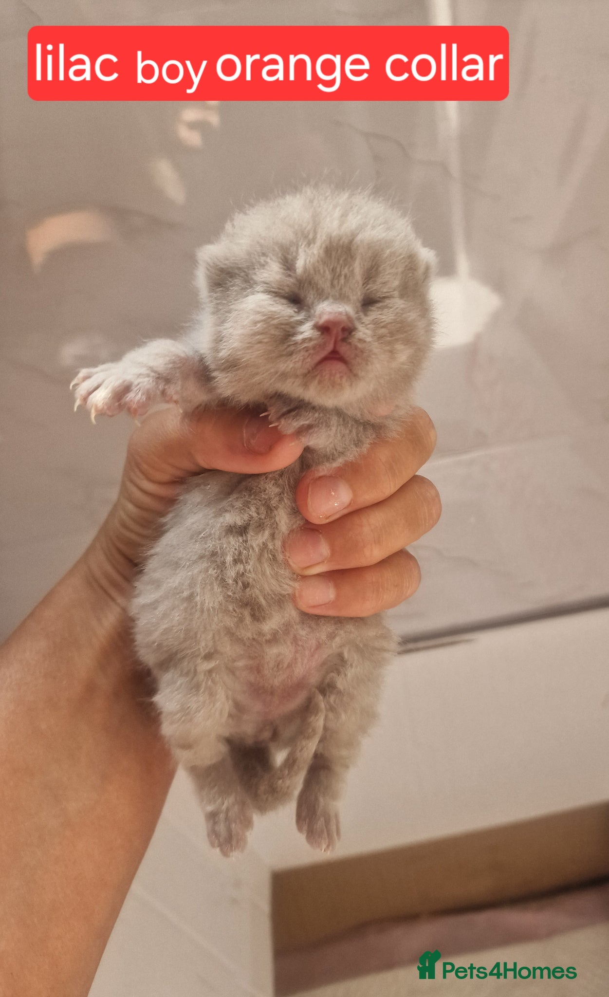 British Shorthair cats for sale: Chunky champion Gccf british shorthair kittens in Bradford - Advert 13
