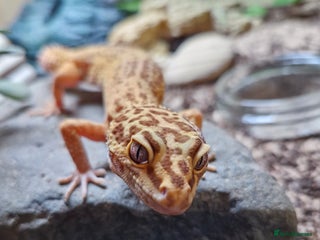 Leopard Gecko reptiles - Advert 21
