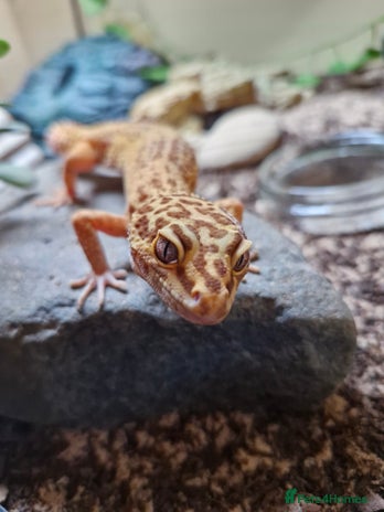 Leopard Gecko reptiles - Advert 1