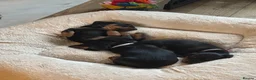 Dachshund dogs for sale: Dachshunds Thelma, Tommy and Tink  - Advert 7