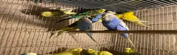 Budgerigars birds for sale: Young budgies for sale - Advert 2