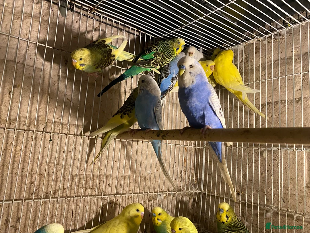 Budgerigars birds for sale: Young budgies for sale - Advert 2
