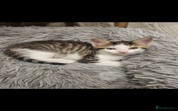 European cats for sale: Kitten ready to a new home - Image 1