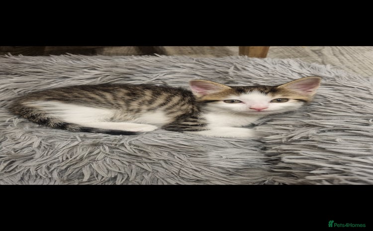 European cats - Advert 1