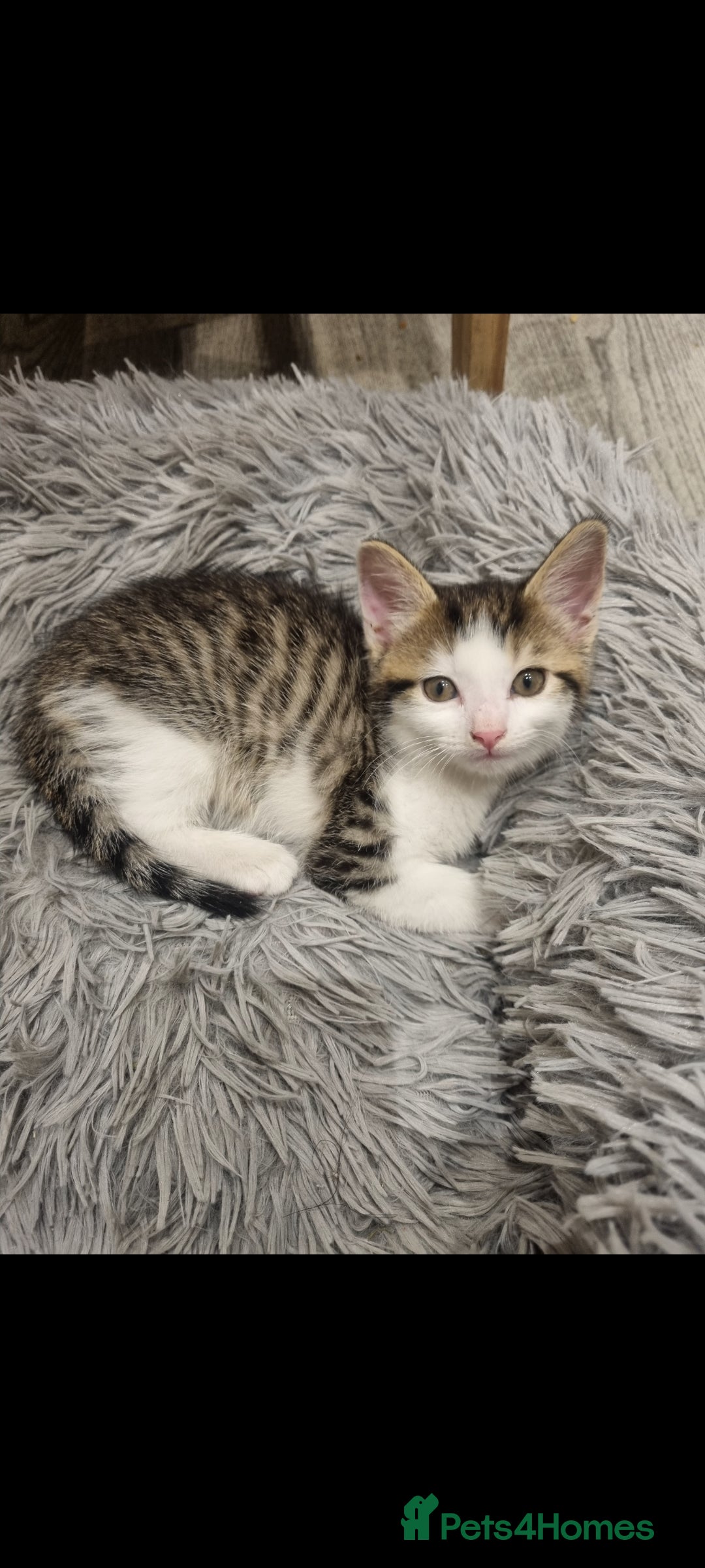 European cats for sale: Kitten ready to a new home - Image 1