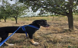 Mixed Breed dogs for adoption: RONA - a Lovely young Girl, for a Loving Home - Advert 12