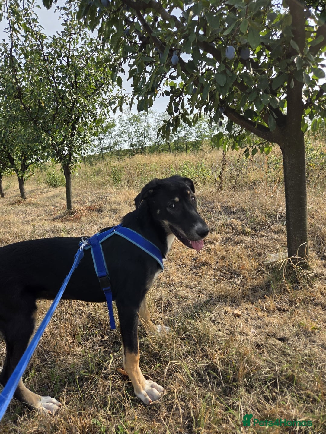 Mixed Breed dogs for adoption: RONA - a Lovely young Girl, for a Loving Home - Advert 12
