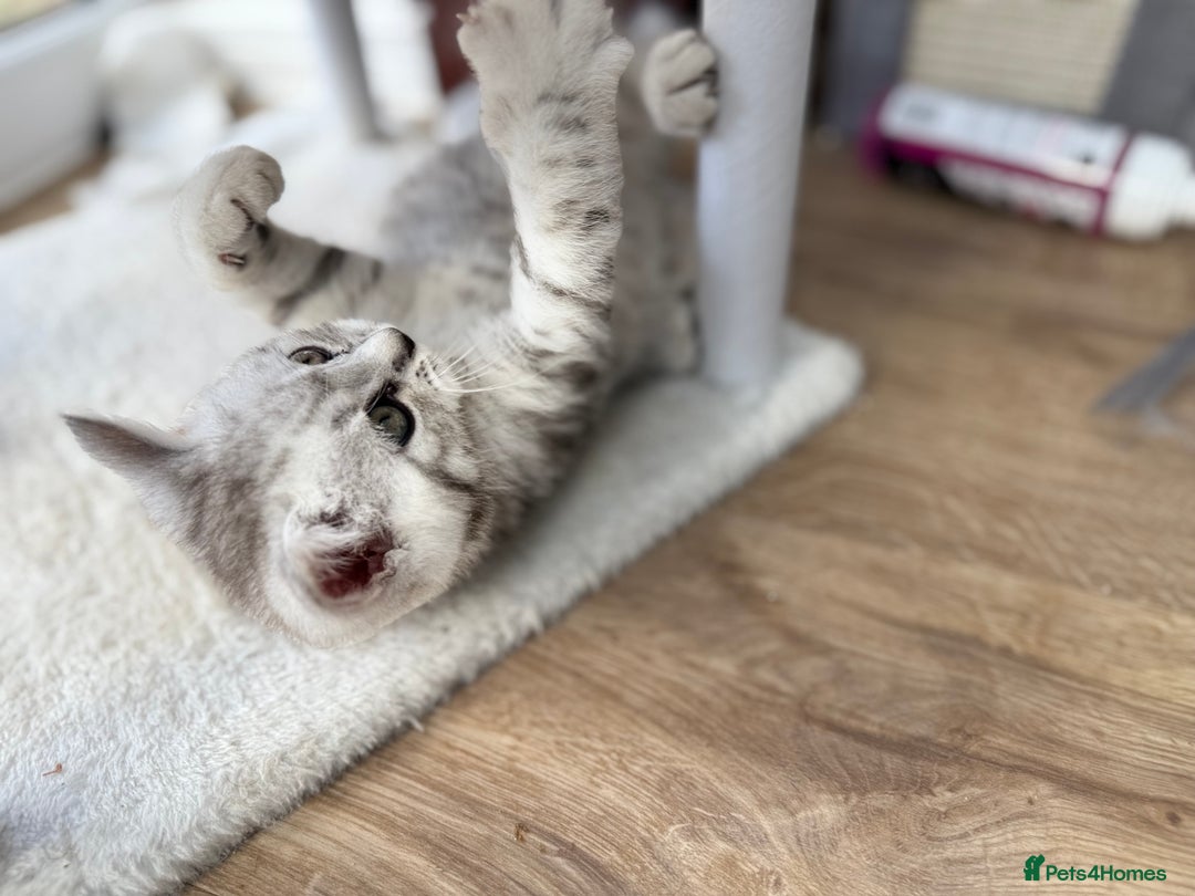British Shorthair cats for sale: GCCF BSH Chinchilla Rare, Beautiful Kittens - Image 9