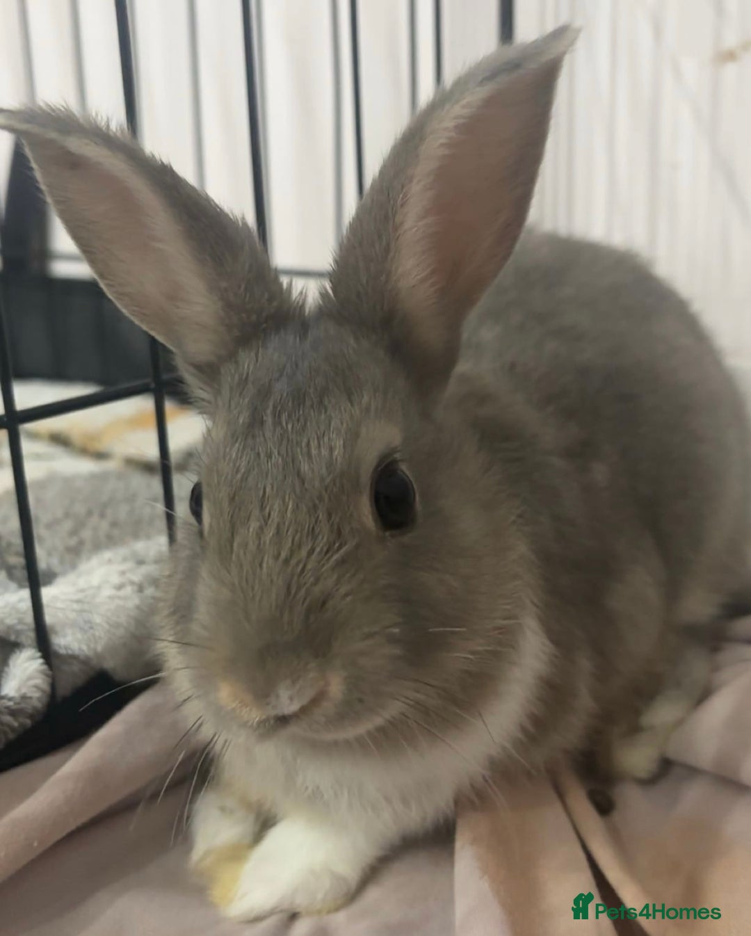 Mixed Breed rabbits for sale: Two beautiful bunnies for sale  - Advert 2