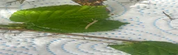 Stick Insects invertebrates for sale: Indian Stick Insects nymph, hatchlings & Eggs - Advert 5