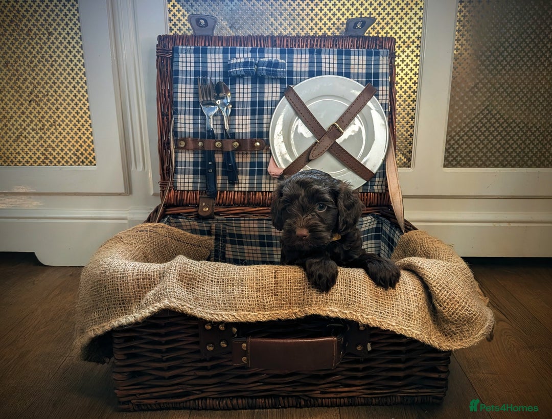 Cockapoo dogs for sale: 4 males and 1 female, chocolate coated cockerpoos  - Image 6