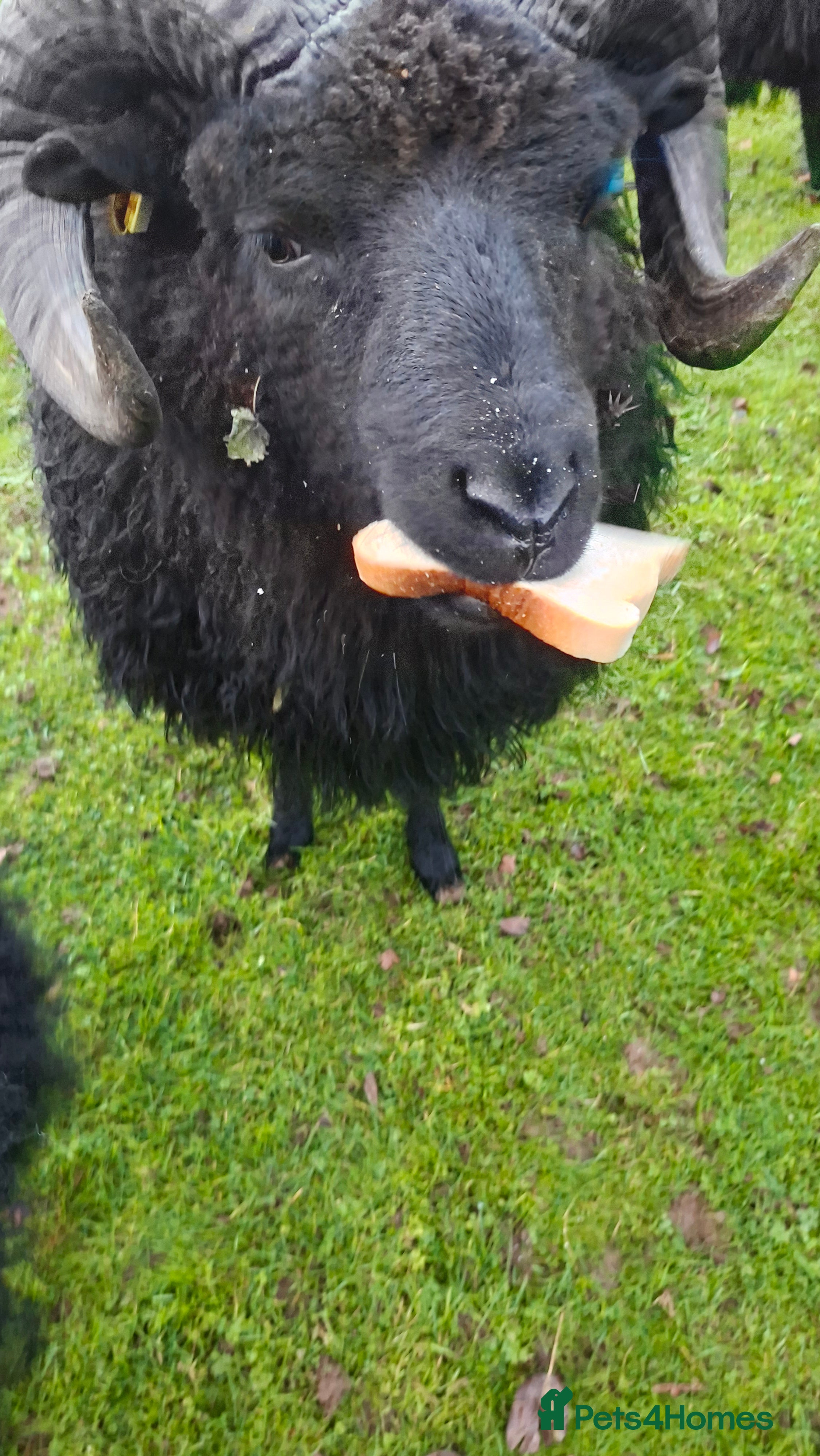 Sheep livestock Hebredian ram - Advert 17