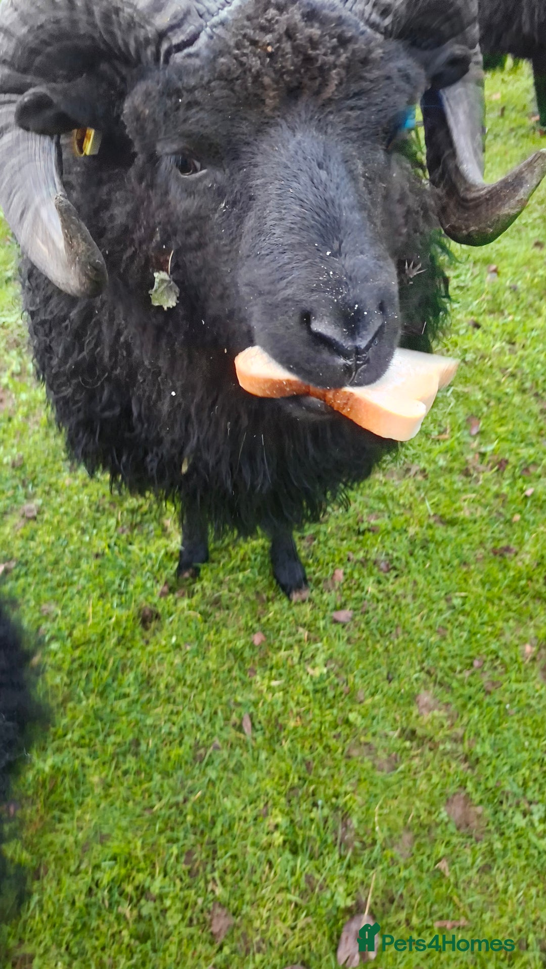 Sheep livestock for sale: Hebredian ram - Advert 1