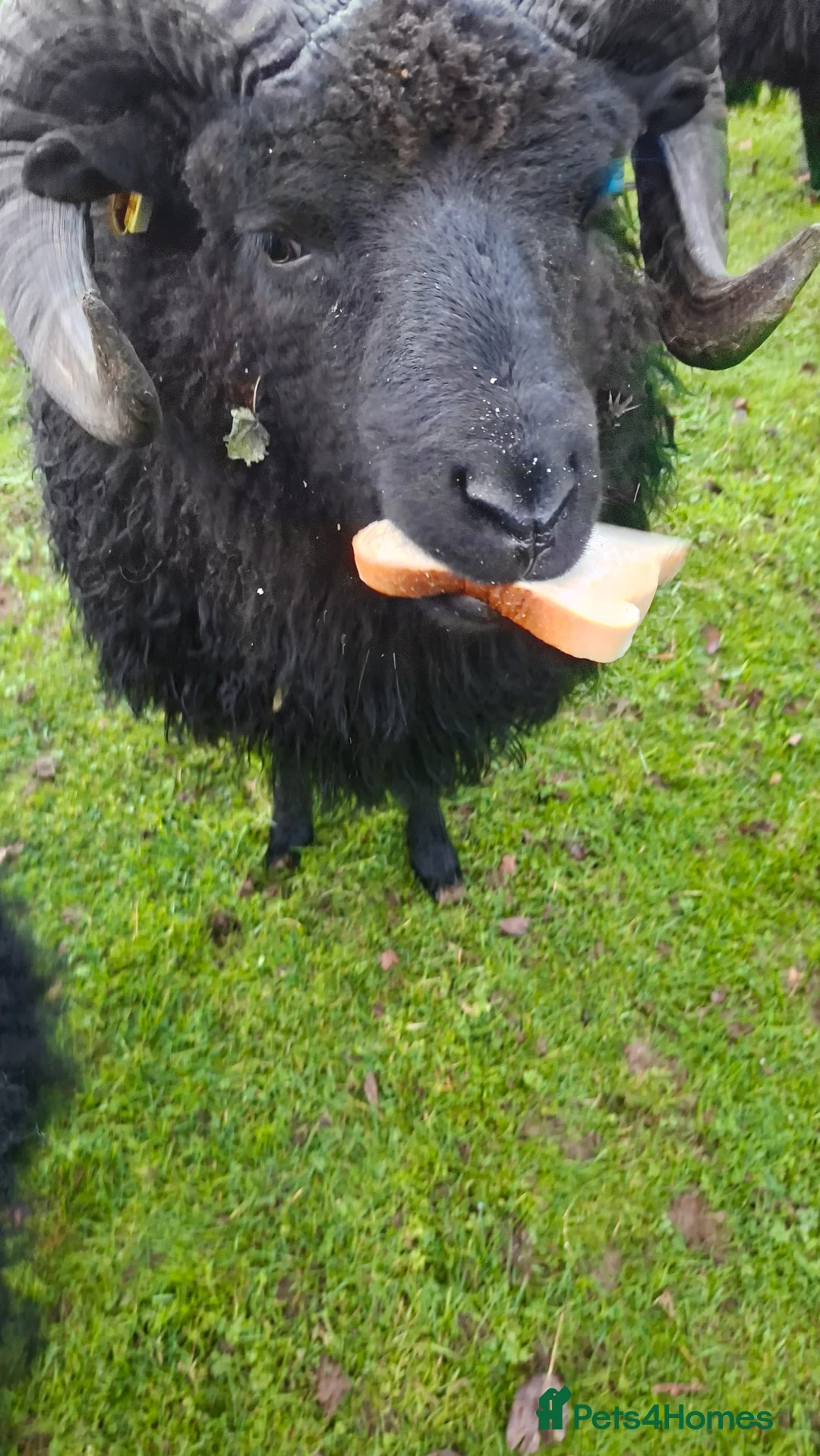 Sheep livestock for sale: Hebredian ram - Advert 1