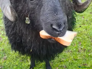 Sheep livestock Hebredian ram - Advert 9