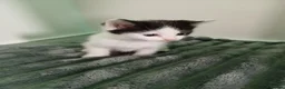 Mixed Breed cats for sale: Beautiful kittens ready to leave now  - Advert 3